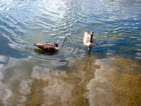 Two geese at Bowyers Water, North London