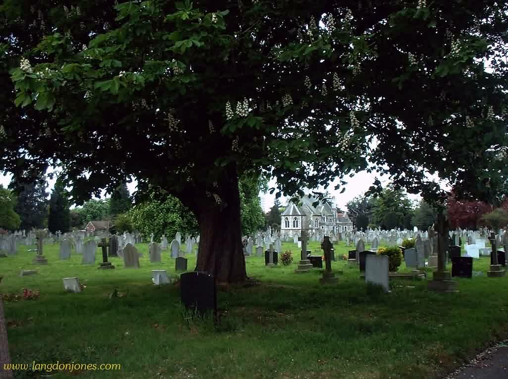 Chapel behind tree in Streatham graveyard