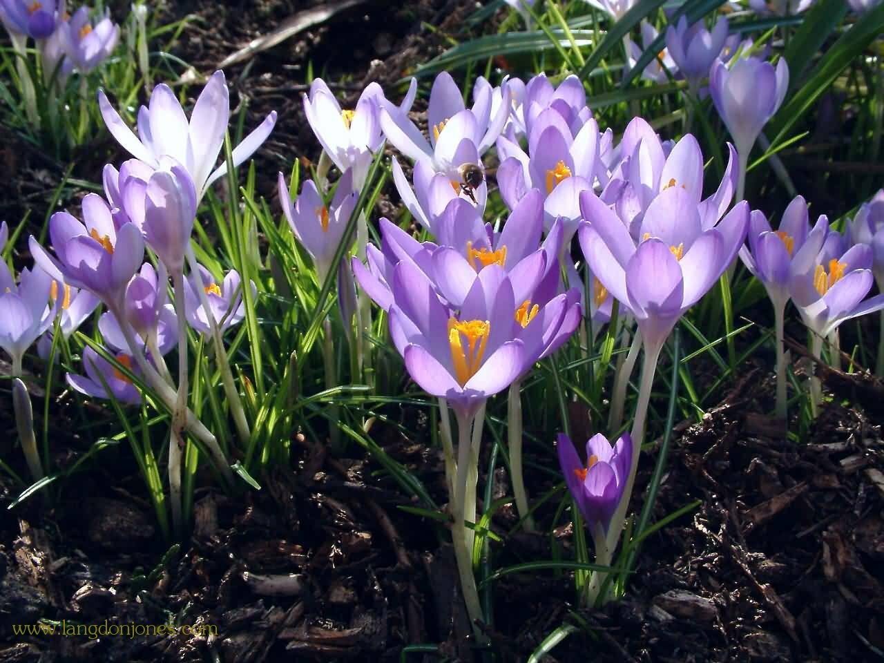 Crocuses with bee