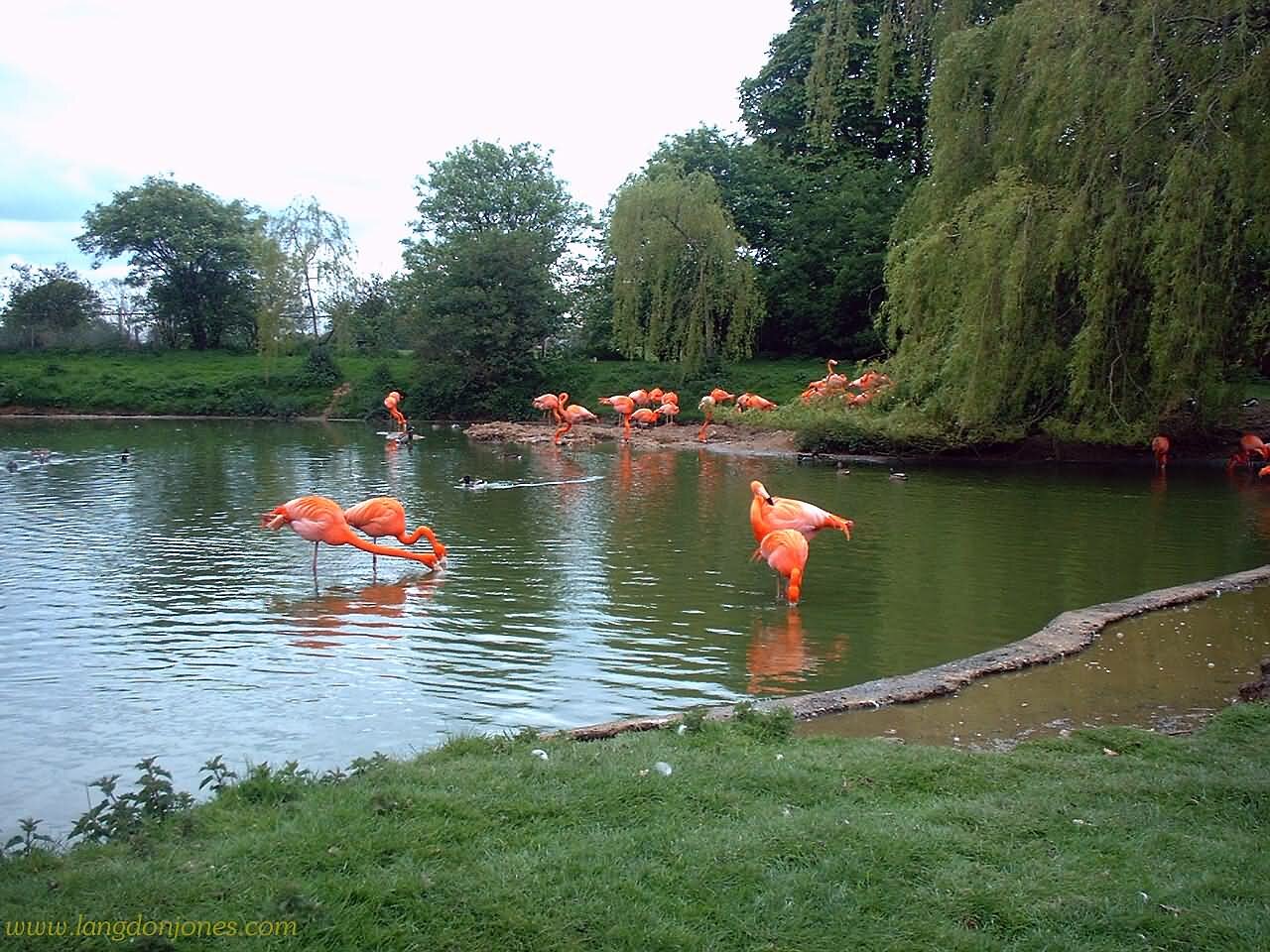 Flamingos at Whipsnade