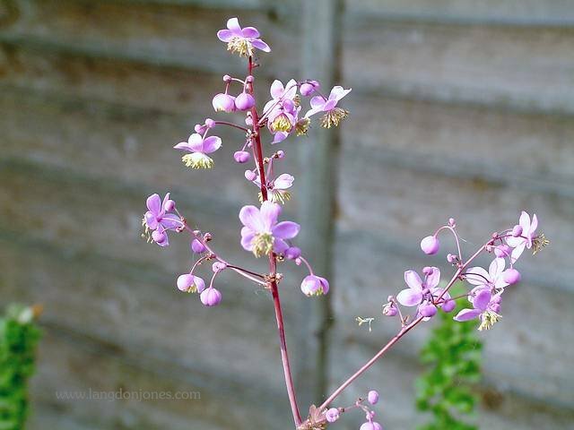 A mauve flower