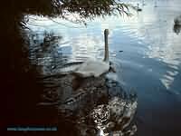 A swan at Bowyers Water, North London