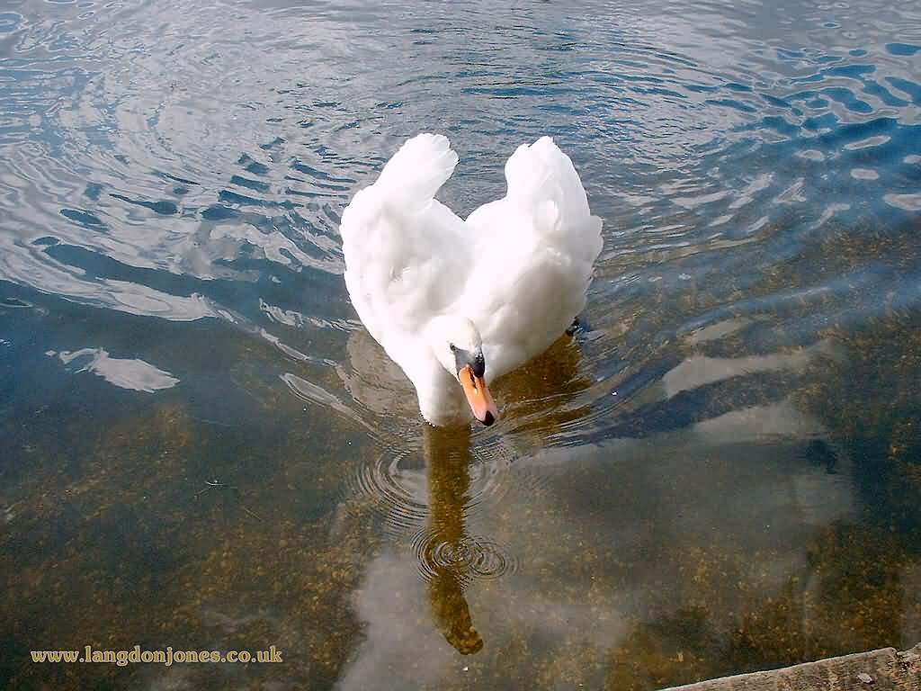 A swan being bossy