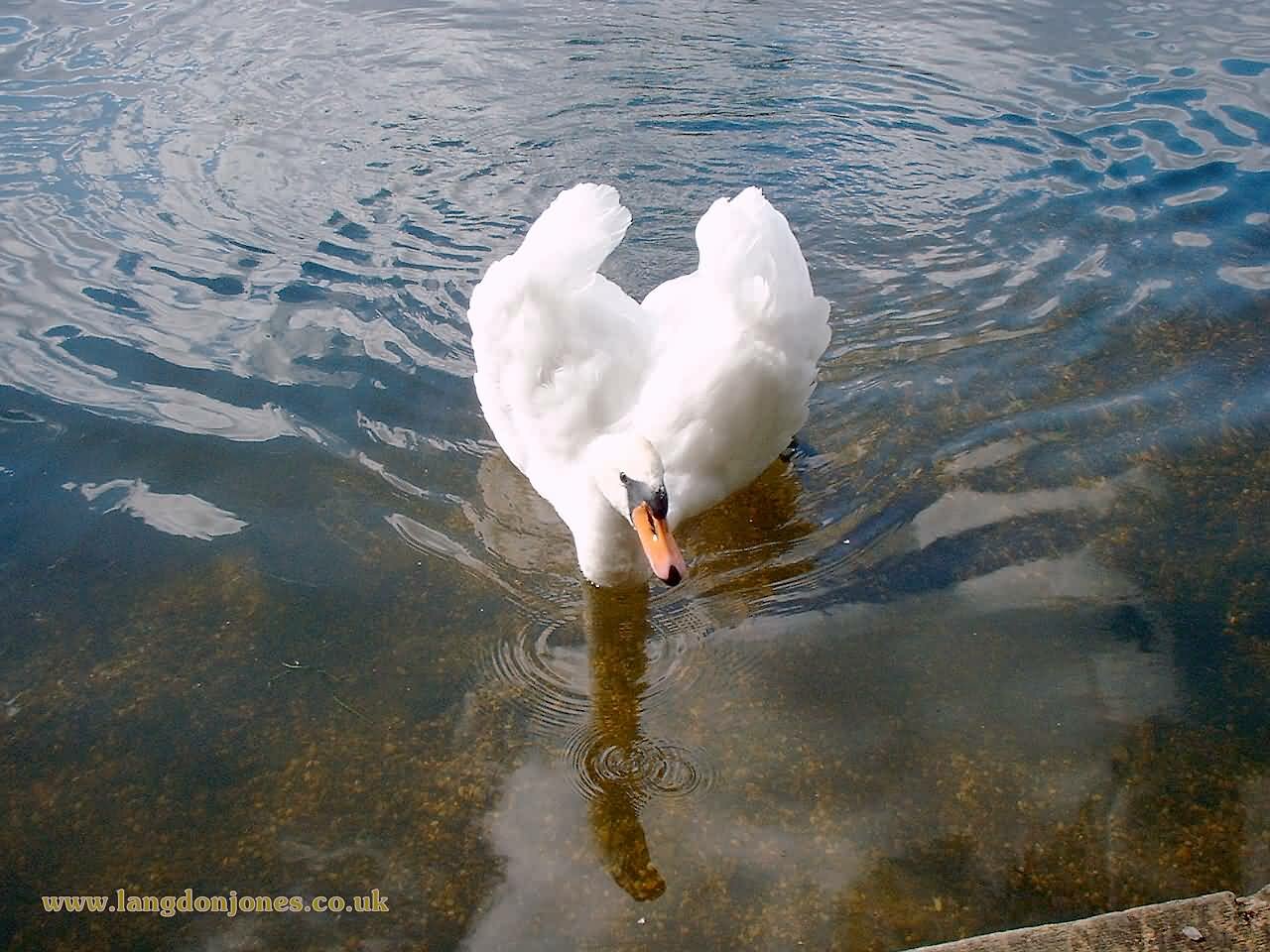 A swan being bossy