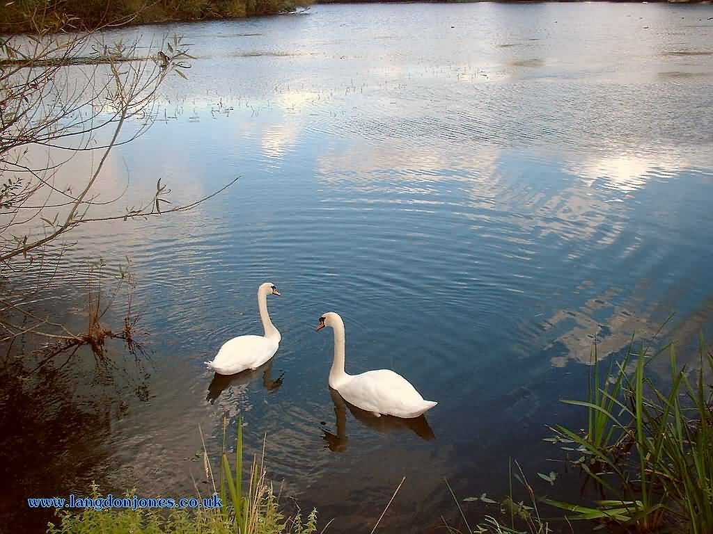 Swans and blue water