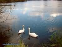 Swans on blue water