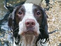 A wet Springer Spaniel